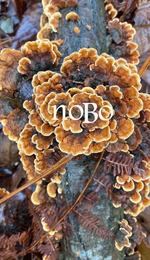 Logo Floresta nObÔ